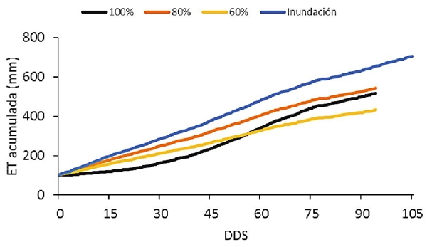 Evapotranspiraci&oacute;n (ET) acumulada en diferentes niveles y riego por inundaci&oacute;n durante el ciclo del cultivo. 