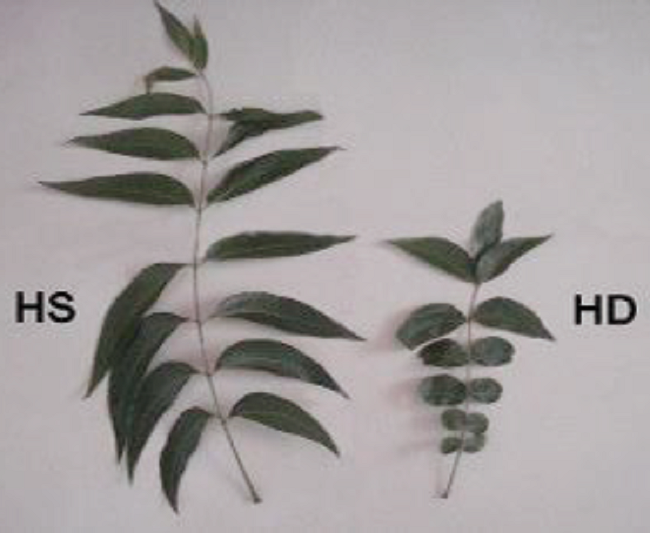 Efecto de la aspersi&oacute;n foliar de n&iacute;quel (Ni) sobre el &aacute;rea foliar de foliolos de nogal. HS = hojas con suficiencia de Ni; HD = hojas con deficiencia de Ni (150 mg L-1 de Ni).