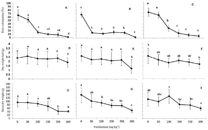 Mycorrhizal colonization percentages in roots, dry mass of the indicator of final yield leaf D, and aboveground dry mass measured in the MD2 (A, D, G), Champaka (B, E, H) and Cayenne (C, F, H) cultivars of pineapple inoculated with AM fungi and grown with increasing doses of P fertilizer, at harvest. Means (+ S. D., n = 8) marked with the same letters do not differ significantly at P < 0.05.