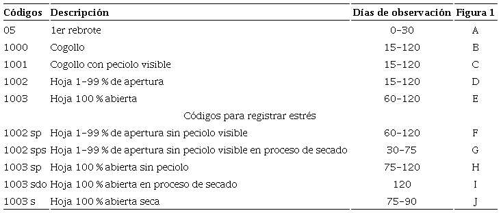 Caracter&iacute;sticas morfol&oacute;gicas de C. palmata R. & P.