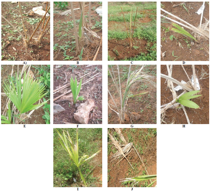 Estadios de desarrollo de la hoja de Jipi (C. palmata R. & P.): A (Sub-estadio 05); B (Sub-estadio 1000); C (Sub-estadio 1001); D (Sub-estadio 1002); E (Sub-estadio 1003); F (Sub-estadio 1002 sp); G (Sub-estadio 1002 sps); H (Sub-estadio 1003 sp); I (Sub-estadio 1003 sdo); J (Sub-estadio 1003 s).
