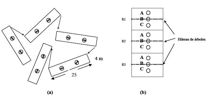 Arreglo de muestreos en los sitios experimentales. (a) Sistema de Vegetación Forestal y Sistema Agrícola Permanentes y (b) Sistema Agrícola Mixto y Sistema Agrícola Anual.