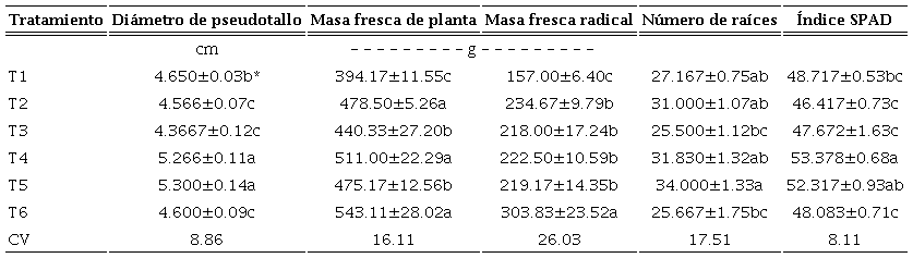 Aspectos morfológicos de las plantas de banano (Musa AAA cv. Williams) a los 30 días de la aplicación de los bioestimulantes, en relación con el índice de desarrollo del análisis suelo-planta (SPAD).