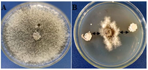 Figure 1: Illustrative image of the in vitro antagonist activity of Streptomyces sp. RL8 strain against Macrophomina phaseolina. Inhibition of the development of the phytopathogenic fungus (A); Challenge of RL8 against the phytopathogenic fungus (B). Photograph by Milagro Garc&iacute;a-Bernal; Centro de Bioactivos Qu&iacute;micos, Universidad Central de las Villas, Cuba (2018).