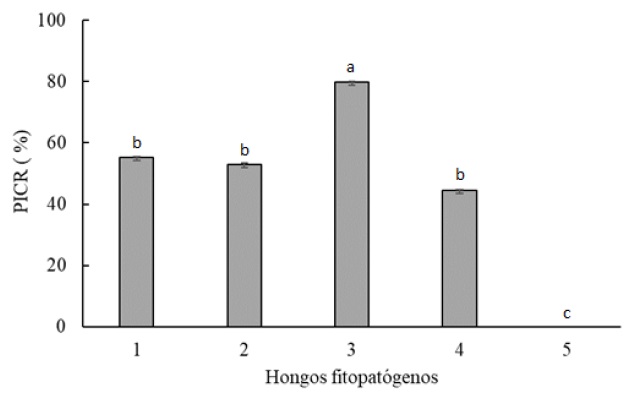 Figure 2: Evaluation of the antagonist activity of the Streptomyces sp. RL8 strain against plant pathogenic fungi, based on the percentage of radial growth inhibition (PICR). Fusarium sp. isolated from the stem of tobacco plants (1), Rhizoctonia solani (2), Macrophomina phaseolina (3), Fusarium sp. isolated from the stem of tomato plants (4) and Sclerotium rolfsii (5). Different letters show significant statistical difference (P <0.05).
