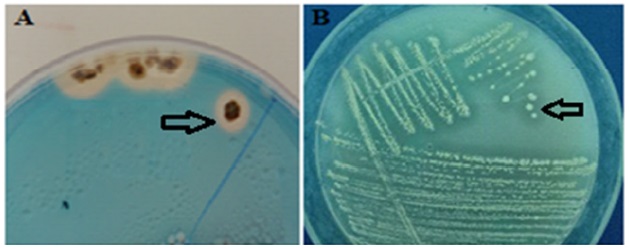 Figure 3: Illustrative image of the production of siderophores (A) and the solubilization of phosphates (B), by the RL8 strain of the actinomycete Streptomyces sp. Photograph by Milagro Garc&iacute;a-Bernal; Centro de Bioactivos Qu&iacute;micos, Universidad Central de las Villas, Cuba (2018).