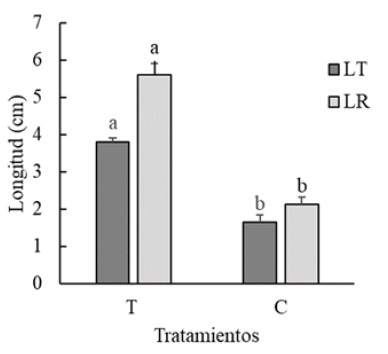 Figure 5: Effect of the Streptomyces sp. RL8 strain in stem and root length of Phaseolus acutifolius Gray. LT = Stem length; LR = Root length. Different letters show significant statistical difference (P < 0.05).