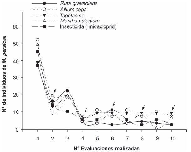 Figure 5: Populationfluctuation of M. persicae in pepper before and after the application of botanical extracts and insecticide. Arrows on the curves indicate evaluations two days after the application of the extract or insecticide.