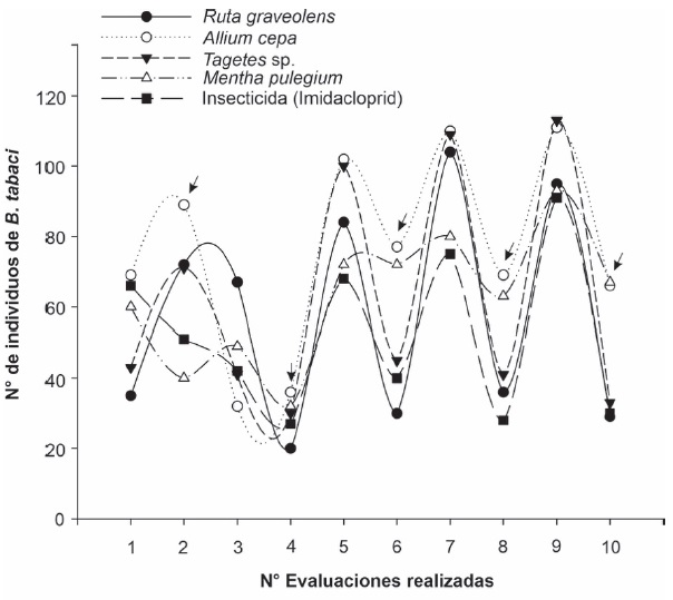 Figure 6: Population fluctuation of B. tabaci in pepper before and after the application of botanical extracts and insecticide. Arrows on the curves indicate evaluations two days after the application of the extract or insecticide.