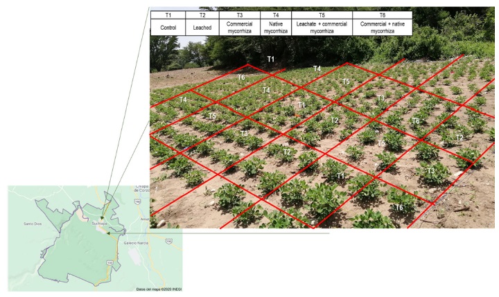 Random distribution of six treatments evaluated in the field on peanut crops. T1 = control; T2 = leached; T3 = commercial mycorrhiza; T4 = native mycorrhiza; T5 = leachate + commercial mycorrhiza; T6: commercial + native mycorrhiza.