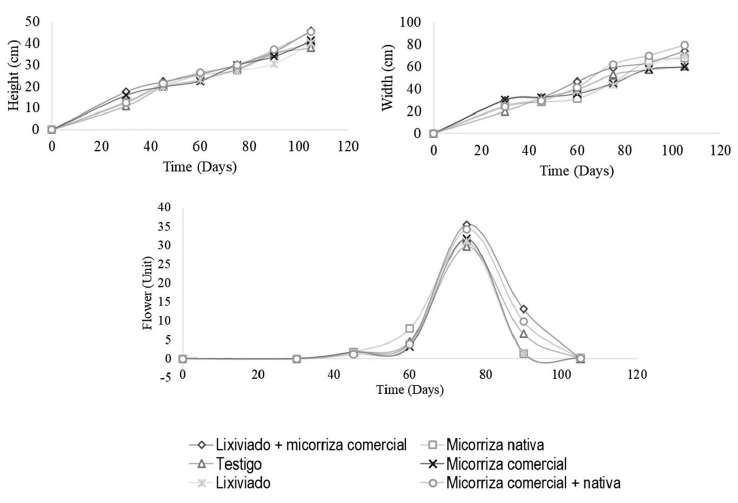 Flowering kinetics, height and width of the development of peanut crops in a period of 105 days under the influence of vermicompost leachate and mycorrhizae. Mean of three repetitions.