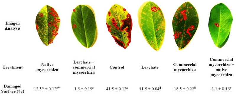 Image analysis of the damaged area in the leaves of the foliar biomass of the peanut crop under the influence of vermicompost leachate and mycorrhizae. * Mean of three repetitions. ** The averages (&plusmn; standard error) within each column without common superscript differ significantly at P <0.05.