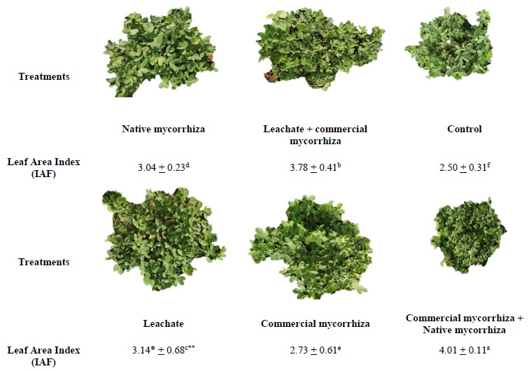 Analysis of the Leaf Area Index (IAF) of the foliar biomass of the peanut crop under the influence of vermicompost leachate and mycorrhizae. * Mean of three repetitions. ** The averages (&plusmn; standard error) within each column without a common superscript differ significantly at P < 0.05.
