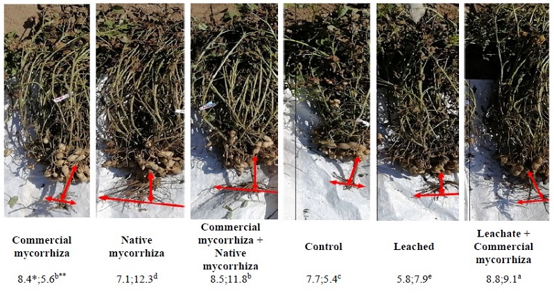 Evaluation of the physical characteristics of the root system of peanut plants under the effect of vermicompost leachate and mycorrhizae. length; width. * Mean of three repetitions. ** Each column without a common superscript differs significantly at P < 0.05.