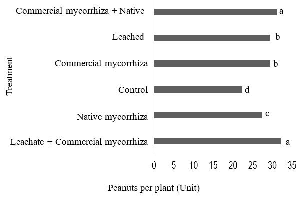 Analysis of peanut yield per plant under the incidence of vermicompost leachate and mycorrhizae. Mean of three repetitions. Each column without a common superscript differs significantly at P < 0.05.