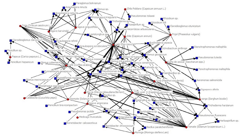 Figure 7: Microorganisms used as biofertilizers by agricultural crops in Mexico during the 2015-2020 period.