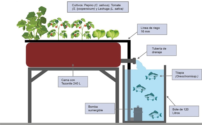 Figure 1: Diagram of the aquaponic recirculation system with tezontle.