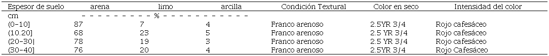 Características de textura y color de los suelos litosoles en selva baja caducifolia. 