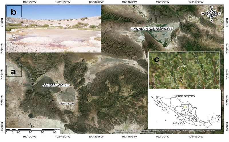 Prospecting the Chihuahuan Desert sampling area. (a) Geographic Location of the "Poza Salada" in the Sobaco Valley Coahuila, Mexico. (b) Sample collection site. (c) Halophyte Suaeda sp., grown near the "Poza Salada" body of water.