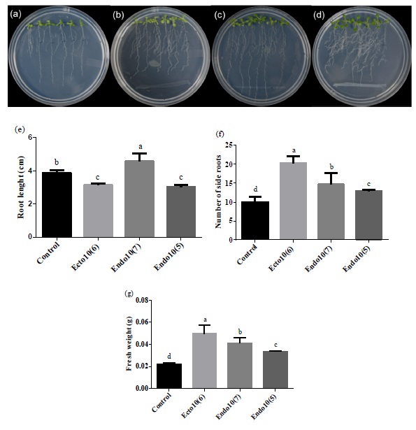 Effect of confrontation with, Ecto10(6), Endo10(7) y Endo10(5), in Arabidopsis thaliana (Col-0), by diffusible compounds (distance experiment), grown for 12 days in agar medium 0.2X MS, in (a) without bacteria (Control)., (b-d) Seedlings inoculated with Aneurinibacillus migulanus, Bacillus cereus and Staphylococcus sp., respectively., (e) Root length., (f) Number of side roots., (g) Fresh weight. &dagger;Values represent the mean &plusmn; standard deviation of 24 seedlings grown on four independent plates. &dagger;Different letters in the same column indicate significant differences, according to Tukey's test (P &le; 0.05).