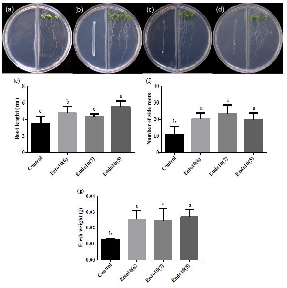 Effect of confrontation with Ecto10(6), Endo 10(7) and Endo10(5), in Arabidopsis thaliana (Col-0), by volatile organic compounds (VOC's), grown for 12 days in agar medium 0.2X MS, in (a) without bacteria (Control)., (b-d) Seedlings inoculated with Aneurinibacillus migulanus, Bacillus cereus and Staphylococcus sp., respectively., e) Root length., f) Number of side roots., (g) Fresh weight. &dagger; The values represent the mean &plusmn; standard deviation of 24 seedlings grown in four independent plates. &dagger; Different letters in the same column indicate significant differences, according to Tukey's test (P &le; 0.05).
