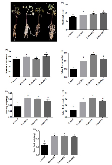 Effect of inoculation of Ecto10(6), Endo10(7) and Endo10(5), in seeds of S. lycopersicm (2 h), co-inoculated at 20 days of flooding and collected at 30 days. (a) Control without inoculation., (b-d). A. thaliana co-grown with Aneurinibacillus migulanus, Bacillus cereus and Staphylococcus sp., respectively., (e) Plant height., (f) Number of side roots., (g) Foliar dry weight., (h) Root dry weight., (i) Foliar fresh weight., (j) Root fresh weight. &dagger; The values represent the mean &plusmn; standard deviation of 40 seedlings. &dagger; Different letters in the same column indicate significant differences, according to Tukey's test (P &le; 0.05).