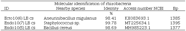 Molecular identification using the 16S rDNA gene portion and BLAST sequence alignment from the NCBI database (NCBI, 1988).