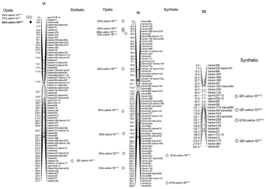 Groups 1 to 7. Linking maps for Field QTLs on the seven groups of genome A. B and D. Group 1. chromosomes 1 A. 1 B. 1 D; Group 2. chromosomes 2 A. 2 B. 2 D; Group 3. chromosomes 3 A. 3 B. 3 D; Group 4. chormosomes 4 A. 4 B. 4 D; Group 5.chromosomes 5 A. 5 B. 5 D; Group 6. chromosomes 6 A. 6 B. 6 D; Group 7. Chromosomes 7 A. 7 B. 7D. White diamond = minor QTL. Black diamond = major QTL