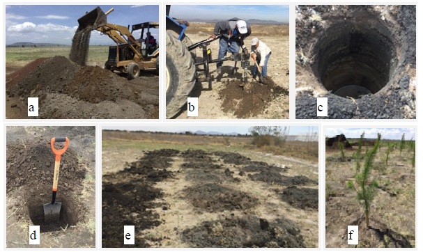 Panorama del trabajo de campo. a) preparaci&oacute;n del sustrato, b) perforaci&oacute;n de cepas profundas con ahoyador, c) cepa profunda perforada, d) cepa testigo, e) cepas perforadas, f) plantas establecidas.