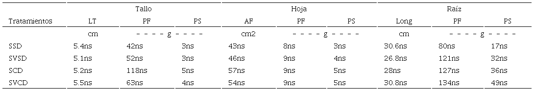 Promedios de las variables morfom&eacute;tricas entre los tratamientos Suelo-vermicompost-d&eacute;ficit h&iacute;drico (SVCD), suelo-d&eacute;ficit h&iacute;drico (SCD), suelo-vermicompost-sin d&eacute;ficit h&iacute;drico (SVSD), suelo-sin d&eacute;ficit h&iacute;drico (SSD).
