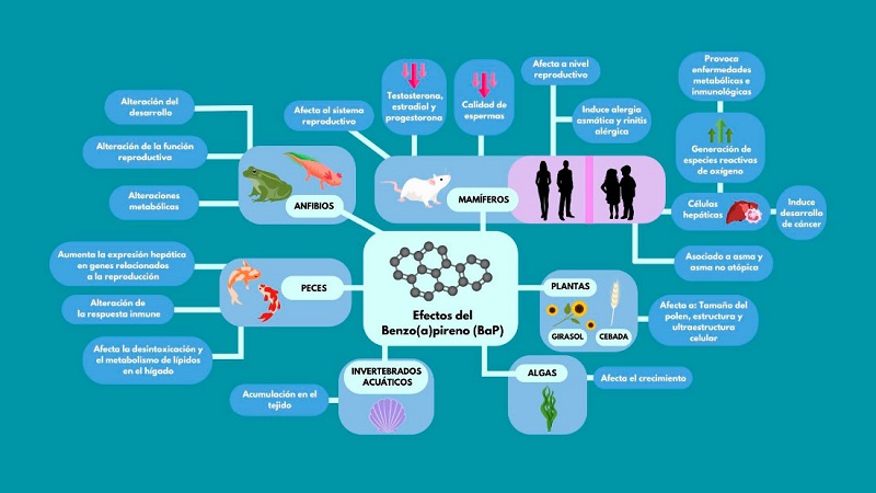 Consecuencias de la exposici&oacute;n al Benzo(a)pireno en organismos vivos.