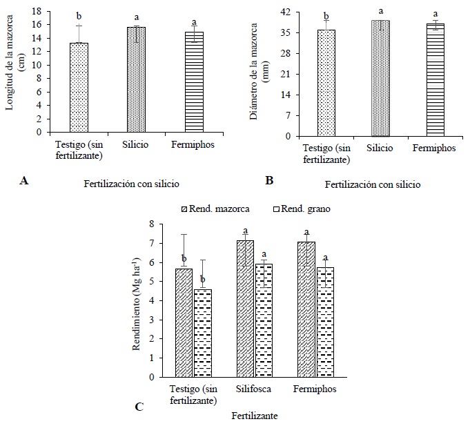 Efecto de la fertilizaci&oacute;n con silicio en el tama&ntilde;o de la mazorca (di&aacute;metro y longitud) (A-B) y el rendimiento de mazorca y grano (C) de ma&iacute;z H-568. Medias con la misma letra en cada variable son estad&iacute;sticamente iguales, Tukey, 0.05. DMSLongitud = 0.73. DMSDi&aacute;metro = 0.81. DMSRend. mazorca = 0.66. DMSRend. grano = 0.44.