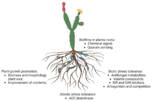 El microbioma vegetal confiere ventajas al hu&eacute;sped, como la promoci&oacute;n del crecimiento vegetal, la tolerancia al estr&eacute;s abi&oacute;tico y la tolerancia al estr&eacute;s bi&oacute;tico a trav&eacute;s de diferentes mecanismos, donde uno de los m&aacute;s importantes es la formaci&oacute;n de biopel&iacute;culas en las ra&iacute;ces y la producci&oacute;n de compuestos antimicrobianos.