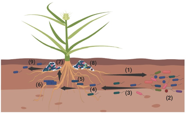 Formaci&oacute;n de biopel&iacute;culas en las ra&iacute;ces de las plantas. 1) Las plantas producen exudados de ra&iacute;ces para reclutar a los microorganismos del suelo, 2-3) diferentes especies de bacterias con la capacidad de percibir exudados a trav&eacute;s de la quimiotaxis se mueven hacia el lugar para colonizar, 4) las bacterias llegan a la ra&iacute;z de la planta y la planta responde (interacci&oacute;n bacteria-planta), 5) las bacterias se adhieren a la superficie de la ra&iacute;z, 6) divisi&oacute;n celular y formaci&oacute;n de microcolonias, 7) formaci&oacute;n de biopel&iacute;culas maduras, 8) formaci&oacute;n de biopel&iacute;culas multiespecies y 9) dispersi&oacute;n de bacterias para colonizar nuevas ra&iacute;ces.