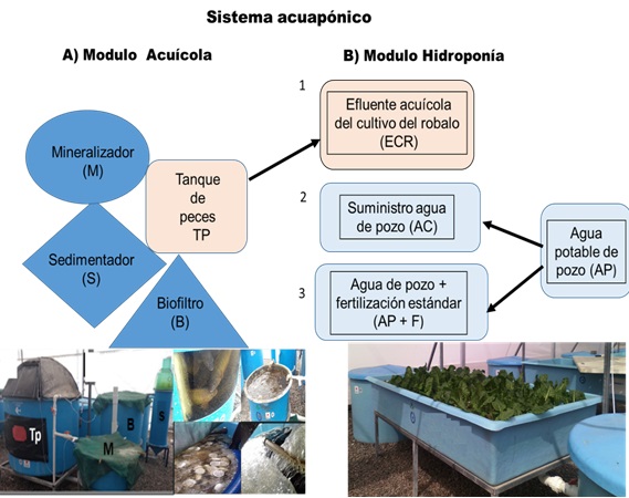 Sistema acuap&oacute;nico para la producci&oacute;n combinada de robalo (Centropomus viridis) y acelga (Beta vulgaris var. Cicla L.) variedad Fordhook Giant. A) Componente del sistema acu&iacute;cola (robalo); Tp = tanque de peces, B = biofiltro, M = mineralizador. B) Componentes del sistema de hidropon&iacute;a (acelga); 1 = efluente acu&iacute;cola del cultivo del robalo (ECR), 2 = control 1, agua potable de pozo (AP), 3 = control 2, agua de pozo + fertilizaci&oacute;n (AP + F).  