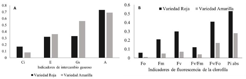 &Iacute;ndice de Plasticidad Fenot&iacute;pica en respuesta al estr&eacute;s salino en pl&aacute;ntulas de dos variedades de A. occidentale L. en los caracteres de la fotos&iacute;ntesis e intercambio gaseoso (a) fluorescencia de la clorofila (b). Gs: conductancia estom&aacute;tica, A: tasa fotosint&eacute;tica, E: transpiraci&oacute;n, Ci CO2 subestom&aacute;tico, Fo: fluorescencia inicial, Fm: fluorescencia m&aacute;xima, Fv: fluorescencia variable, Fv/Fm: eficiencia cu&aacute;ntica m&aacute;xima del fotosistema II, Fv/Fo: relaci&oacute;n de fluorescencia variable frente a la fluorescencia inicial, PI abs: indice de rendimiento. Letras distintas difieren significativamente para P ( 0.05 por la prueba de T de Students (Figuras a y b) entre genotipos. 