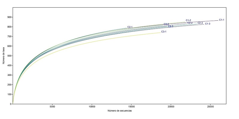 Profundidad de cobertura de secuencias bacterianas rizosféricas de tres razas de maíz criollo (C1 = forraje, C2 = doble propósito y C3 = grano) con tres repeticiones.