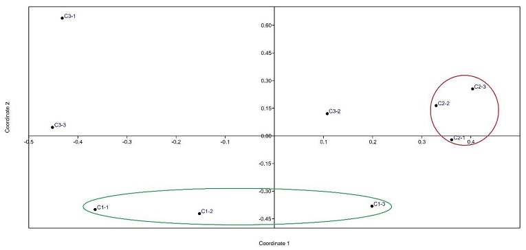 Análisis de coordenadas principales basado en el índice de similitud de Bray-Curtis de la rizósfera bacteriana de las tres variedades de maíz criollo (C1 = forraje, C2 = doble propósito, C3= grano) con tres repeticiones.