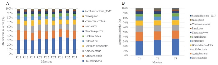 a) Abundancia relativa (%) por muestra de maíz criollo y b) Abundancia relativa media (%) por raza de maíz criollo (promedio de tres repeticiones) de los phyla bacterianos rizosféricos más abundantes.