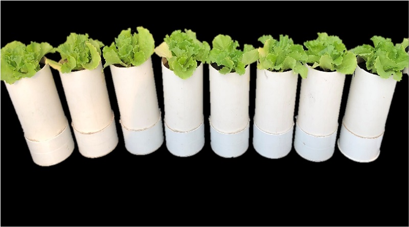 Plantas de lechuga con nanocompuesto nitrogenado en columnas de suelo. 