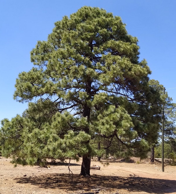 &Aacute;rbol de Pinus cooperi C.E. Blanco en Otinapa, Durango, M&eacute;xico. 