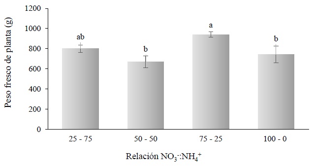Peso fresco de planta por efecto de la relación NO3-:NH4+ en hierbamora (Solanum nigrescens Mart. & Gal.) desarrollada en invernadero e hidroponía (135 ddt). Valores con la misma letra son estadísticamente similares de acuerdo con la prueba de Tukey (α = 0.05). Las líneas en el centro de las barras son la desviación estándar.