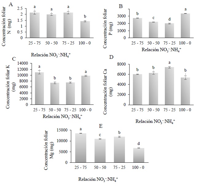 Concentración nutrimental de macronutrientes en hojas de hierbamora (Solanum nigrescens Mart. & Gal.) por efecto de la relación NO3-:NH4+. (A) Concentración de N, (B) concentración de P, (C) concentración de K, (D) concentración de Ca, (E) concentración de Mg. Valores con la misma letra son estadísticamente similares de acuerdo con la prueba de Tukey (α = 0.05). Las líneas en el centro de las barras son la desviación estándar.