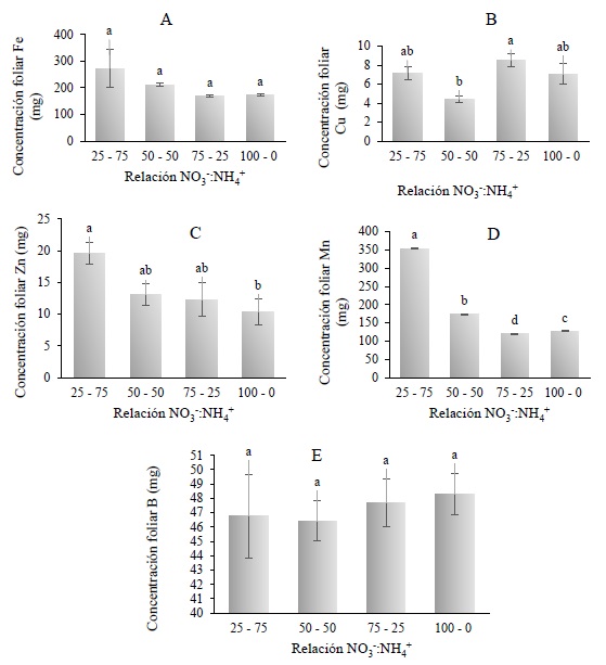 Concentración nutrimental de micronutrientes en hojas de hierbamora (Solanum nigrescens Mart. & Gal.) por efecto de la relación NO3-:NH4+. (A) Concentración de Fe, (B) concentración de Cu, (C) concentración de Zn, (D) concentración de Mg, (E) concentración de B. Valores con la misma letra son estadísticamente similares de acuerdo con la prueba de Tukey (α = 0.05). Las líneas en el centro de las barras son la desviación estándar.