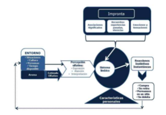Proceso de percepci&oacute;n de aromas