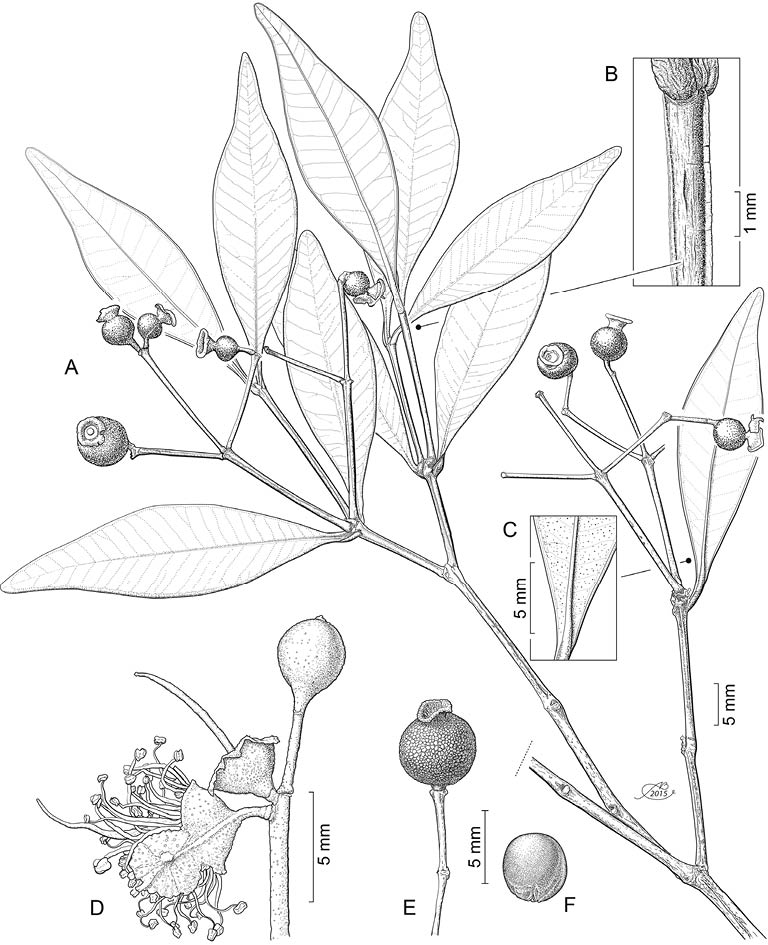 Calyptranthes moctezumae E. Sánchez-Chávez & Zamudio. A. rama con frutos; B. acercamiento de la ramilla mostrando el tallo con dos costillas angostas; C. acercamiento del envés de la hoja mostrando el borde revoluto y las glándulas punctiformes; D. segmento de la inflorescencia mostrando la flor caliptrada; E. fruto; F. semilla. Ilustración de Alfonso Barbosa.