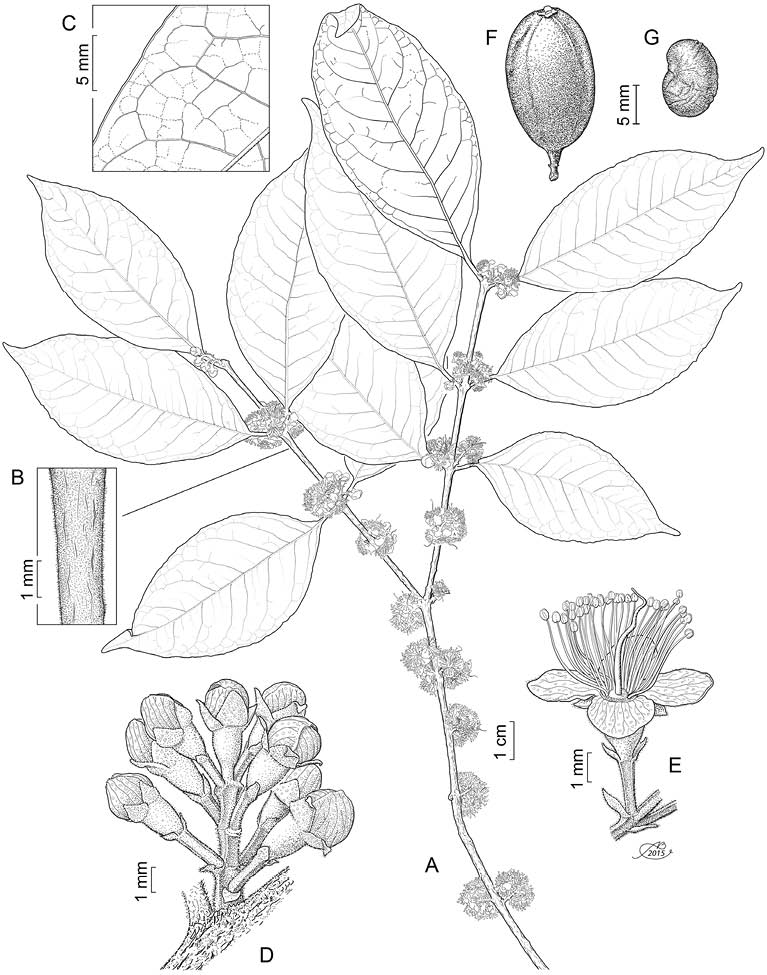 Eugenia queretaroana E. Sánchez-Chávez & Zamudio. A. rama con inflorescencias; B. acercamiento de la rama mostrando la pubescencia; C. acercamiento del envés de la hoja mostrando el margen revoluto y la venación terciaria; D. inflorescencia con flores en botón, se aprecia el eje anguloso; E. flor; F. fruto; G. semilla. Ilustración de Alfonso Barbosa.