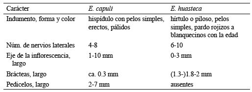 Principales diferencias entre Eugenia capuli y E. huasteca.
