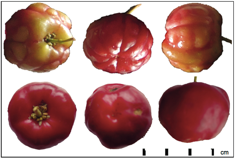 Frutos de nanche rojo (M. mexicana A. Juss.) en madurez fisiológica.