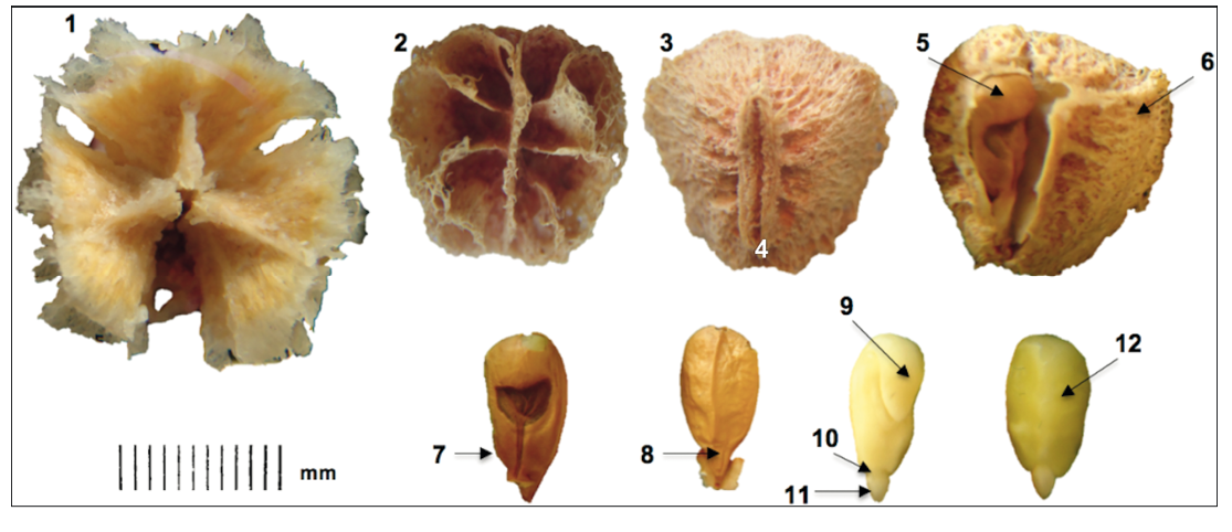 Semilla de nanche rojo (M. mexicana A. Juss.). 1. endocarpios dispuestos y que forman parte del fruto; 2. vista posterior; 3. vista frontal; 4. hilo; 5. posición del embrión del endocarpio; 6. testa; 7. rafe y calaza; 8. tegumento; 9. vista frontal con cotiledones doblados; 10. hipocótilo; 11. radícula; 12. vista posterior del embrión.